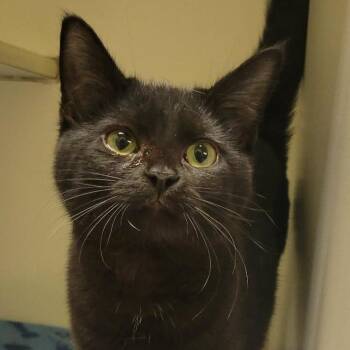 Domestic Short Hair Cats Available for Adoption - Claudine | PetCurious