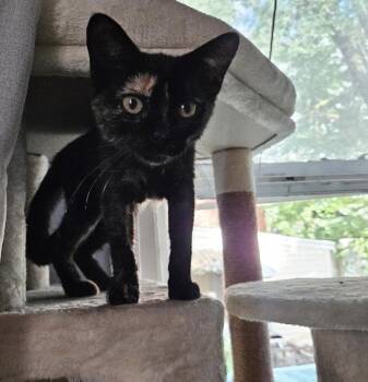 Chai Latte -  Domestic Short Hair Cat for Adoption in Nutley, New Jersey - Chai Latte | PetCurious