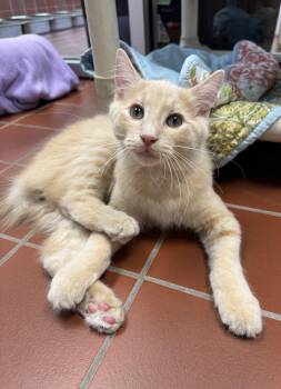 Graham -  Domestic Medium Hair Cat for Adoption in Battle Creek, Michigan - Graham | PetCurious