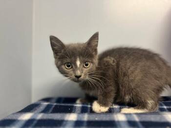 Ramona -  Domestic Short Hair Cat for Adoption in Lovingston, Virginia - Ramona | PetCurious