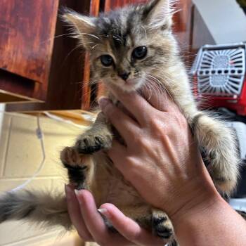 Webbie -  Domestic Long Hair Cat for Adoption - Webbie | PetCurious