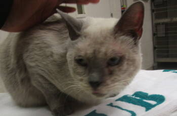 Rescue Domestic Short Hair Cats for Adoption in Marietta, Georgia - (629) | PetCurious