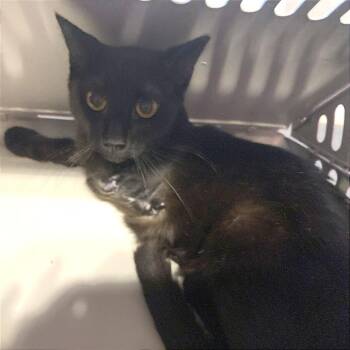 Bandaid -  Domestic Short Hair Cat for Adoption in Midland, Texas - Bandaid | PetCurious