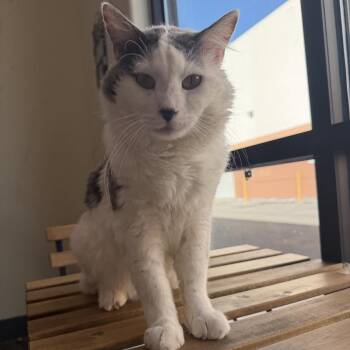 Domestic Long Hair Cats Available for Adoption in Las Vegas, Nevada - Toad | PetCurious
