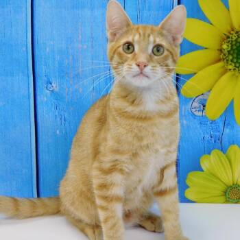 Barry -  Domestic Short Hair Cat for Adoption in Canton, Illinois - Barry | PetCurious