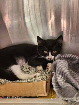 Rescue Domestic Short Hair Cats for Adoption in East Brunswick, New Jersey - Tucson | PetCurious