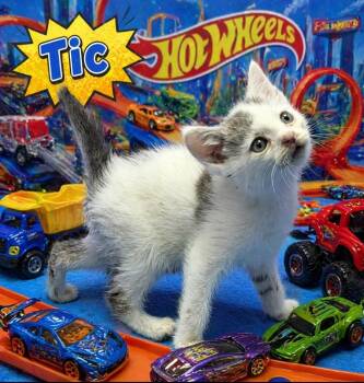 Domestic Medium Hair Cats Available for Adoption in Washington Court House, Ohio - Tic | PetCurious
