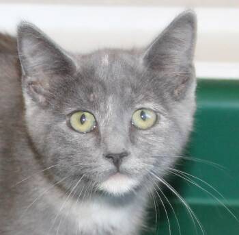 Dovie -  Domestic Short Hair Cat for Adoption in Huron, South Dakota - Dovie | PetCurious