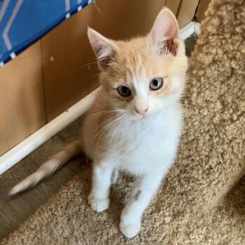 Domestic Short Hair Cats Available for Adoption in Rochester, Minnesota - Tish | PetCurious