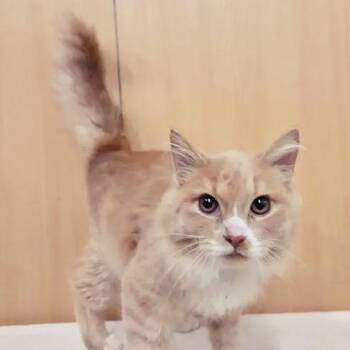 Peach -  Domestic Long Hair Cat for Adoption in Brentwood, Missouri - Peach | PetCurious