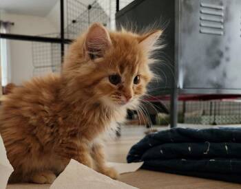 *Eldorado -  Domestic Medium Hair Cat for Adoption in Newnan, Georgia - *Eldorado | PetCurious