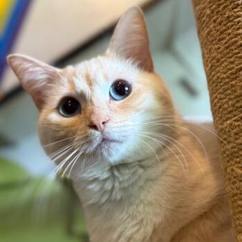 Rescue Domestic Short Hair Cats for Adoption in Los Angeles, California - Jewel Yam | PetCurious