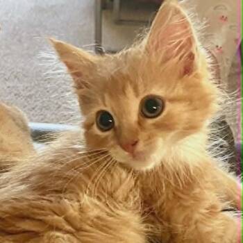 Ryder -  Domestic Medium Hair Cat for Adoption in Charlottesville, Virginia - Ryder | PetCurious