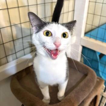 Sofie Tea -  Domestic Short Hair Cat for Adoption in Carencro, Louisiana - Sofie Tea | PetCurious