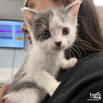 Domestic Short Hair Cats Available for Adoption in Washington, District Of Columbia - Little Mango | PetCurious