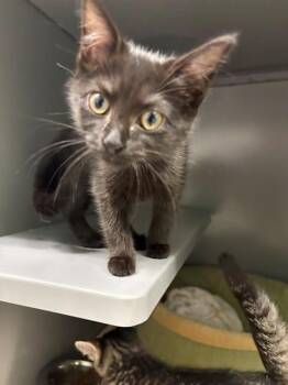 HARMONIA -  Domestic Short Hair Cat for Adoption in Leesburg, Virginia - HARMONIA | PetCurious