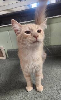 Clover -  Domestic Long Hair Cat for Adoption in Crossville, Tennessee - Clover | PetCurious