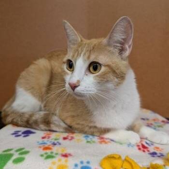 Estelle -  Domestic Short Hair Cat for Adoption in Rochester, Minnesota - Estelle | PetCurious