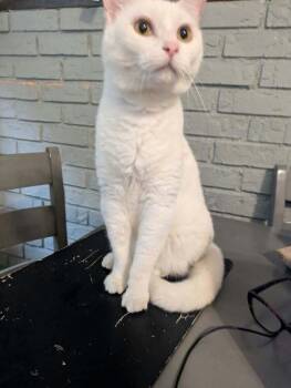 Dutchess Whitney -  Domestic Short Hair Cat for Adoption in Wheaton, Illinois - Dutchess Whitney | PetCurious