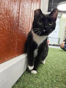 Domestic Short Hair Cats Available for Adoption - Pebbles | PetCurious
