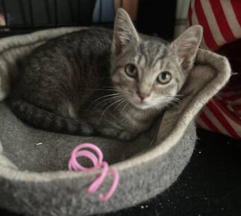 Rafferty -  Domestic Short Hair Cat for Adoption in East Brunswick, New Jersey - Rafferty | PetCurious