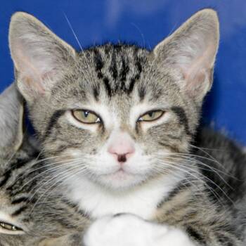 Duke -  Domestic Short Hair Cat for Adoption in Los Angeles, California - Duke | PetCurious