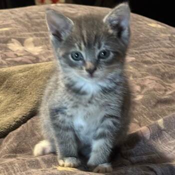 Indy -  Domestic Short Hair Cat for Adoption in Marshall, Virginia - Indy | PetCurious