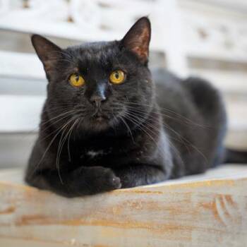 Domestic Short Hair Cats Available for Adoption in Atlanta, Georgia - M&M | PetCurious