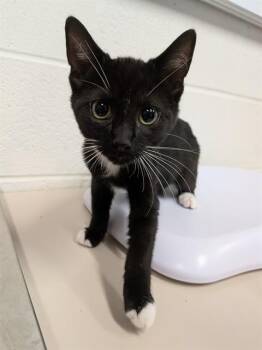 A536323 -  Domestic Short Hair Cat for Adoption in St. Peters, Missouri - A536323 | PetCurious