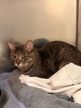 Domestic Short Hair Cats Available for Adoption in Albuquerque, New Mexico - Hatfield | PetCurious