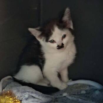 Sweet Potato -  Domestic Short Hair Cat for Adoption in Nampa, Idaho - Sweet Potato | PetCurious