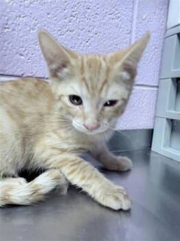 Ruidoso -  Domestic Medium Hair Cat for Adoption in El Paso, Texas - Ruidoso | PetCurious