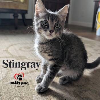Ripple & Tide Litter:  Stingray -  Domestic Short Hair Cat for Adoption in Council Bluffs, Iowa - Ripple & Tide Litter:  Stingray | PetCurious