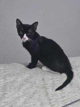 Gabriel Bixby -  Domestic Short Hair Cat for Adoption in Dallas, Texas - Gabriel Bixby | PetCurious