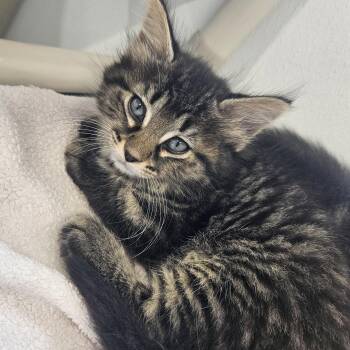 Paesano -  Domestic Medium Hair Cat for Adoption in Kalamazoo, Michigan - Paesano | PetCurious