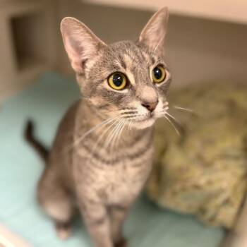 Hester -  Domestic Short Hair Cat for Adoption in Sarasota, Florida - Hester | PetCurious