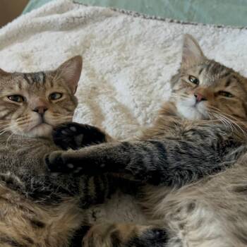 Bonnie and Clyde -  Tabby Cat for Adoption in Gilbert, Arizona - Bonnie And Clyde | PetCurious