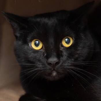 Domestic Short Hair Cats Available for Adoption in Middletown, Rhode Island - Dove | PetCurious