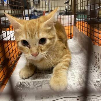 Rescue Domestic Medium Hair Cats for Adoption in Modesto, California - A603809 | PetCurious