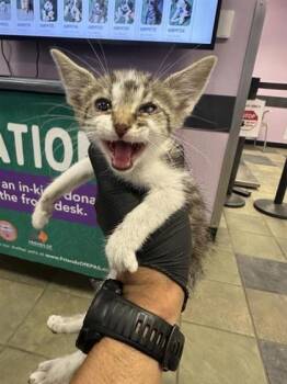 Domestic Short Hair Cats Available for Adoption in El Paso, Texas - 60913768 | PetCurious