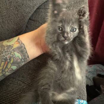 Domestic Medium Hair Cats Available for Adoption in Hemet, California - Diana | PetCurious