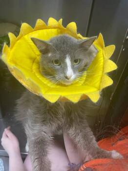 Fatty -  Domestic Long Hair Cat for Adoption in Stillwater, Oklahoma - Fatty | PetCurious