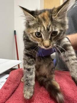 Willa -  Domestic Short Hair Cat for Adoption in Sacramento, California - Willa | PetCurious