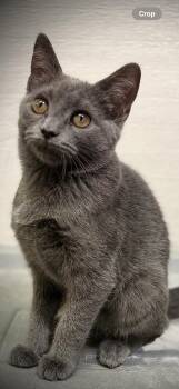 Liberty -  Domestic Short Hair Cat for Adoption in Cary, North Carolina - Liberty | PetCurious