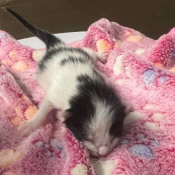 Rescue Domestic Short Hair Cats for Adoption in Saint Charles, Missouri - Chips | PetCurious