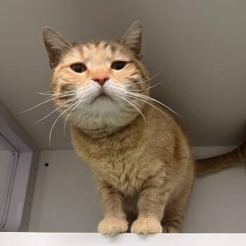MayBell -  Domestic Short Hair Cat for Adoption in Albert Lea, Minnesota - MayBell | PetCurious