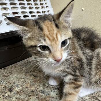 Neptune -  Domestic Short Hair Cat for Adoption in Corinth, Mississippi - Neptune | PetCurious