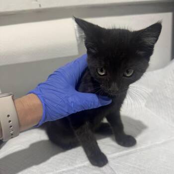 Dakota -  Domestic Short Hair Cat for Adoption in Redwood City, California - Dakota | PetCurious