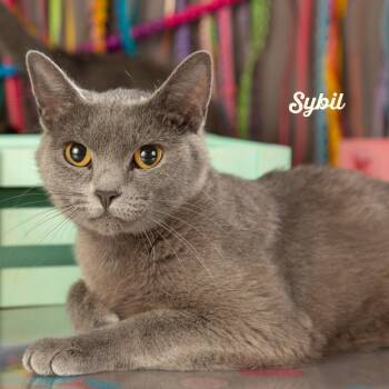 Rescue Domestic Short Hair Cats for Adoption in Springfield, Missouri - Sybil | PetCurious