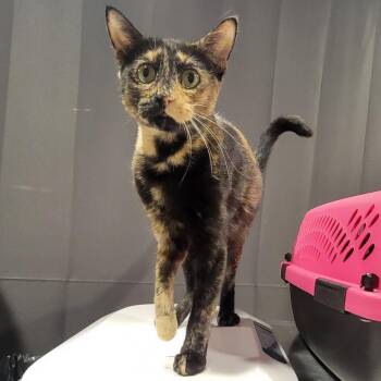 Penny -  Domestic Short Hair Cat for Adoption in Tampa, Florida - Penny | PetCurious